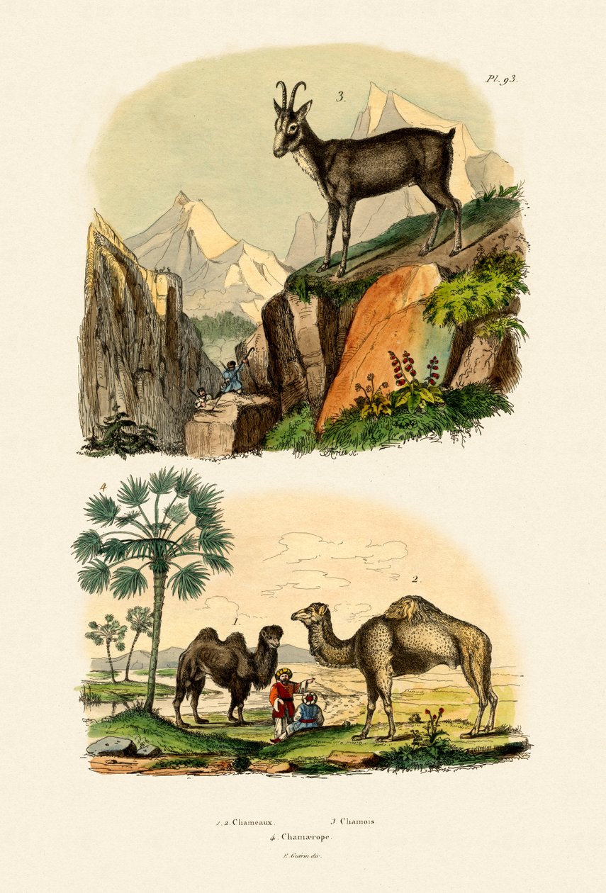 ヒトコブラクダ、1833-39 作： フランス語学校