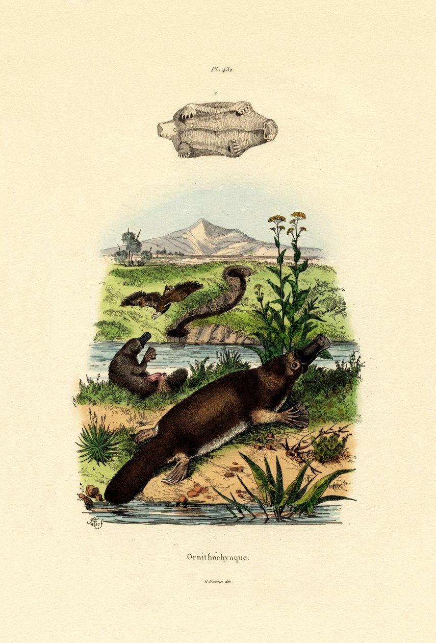アヒル請求のカモノハシ、1833-39 作： フランス語学校