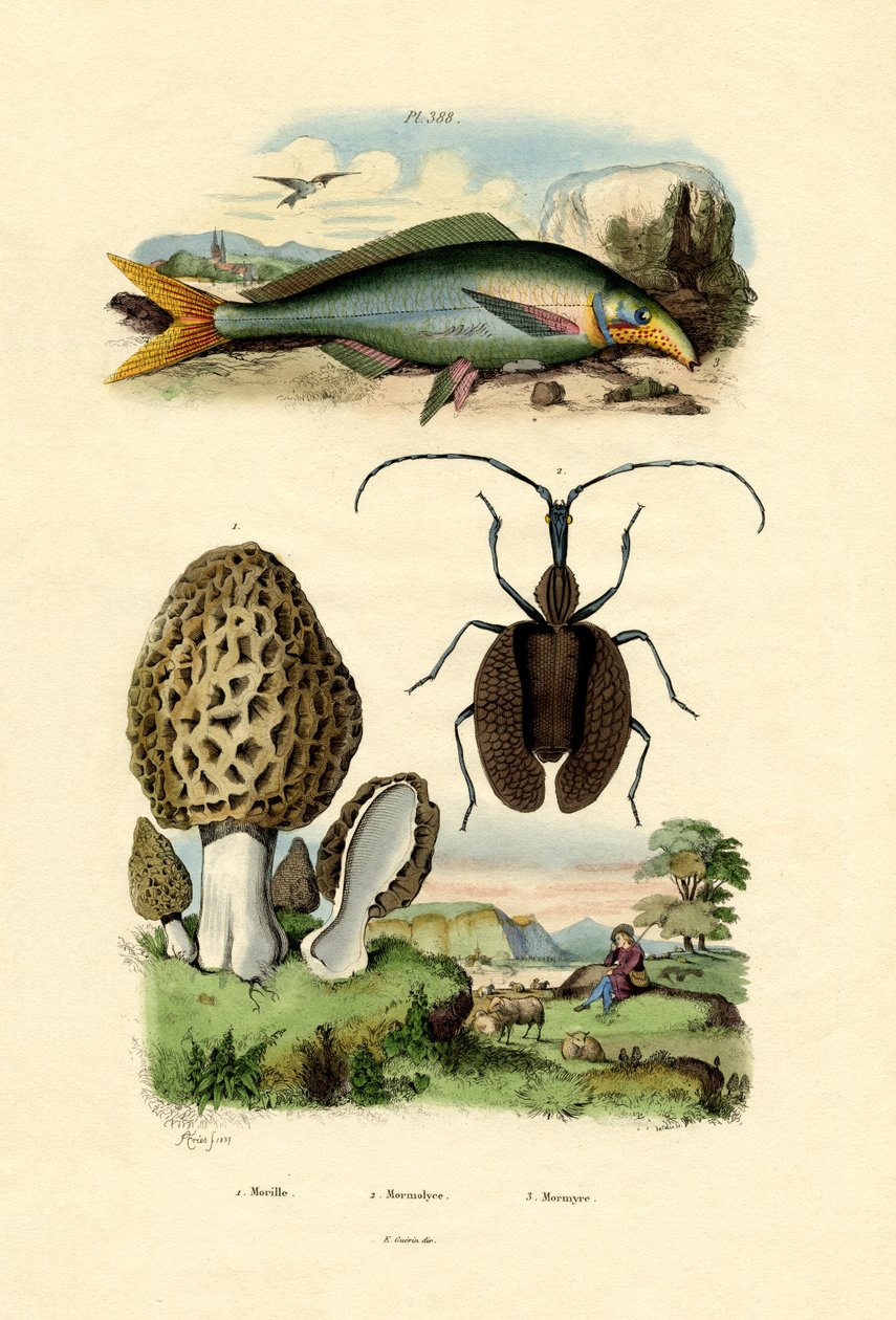 食べるモレル、1833-39 作： フランス語学校