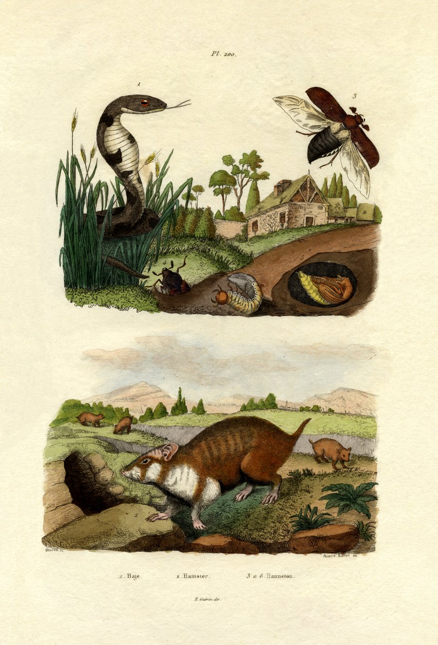 エジプトのコブラ、1833-39 作： フランス語学校