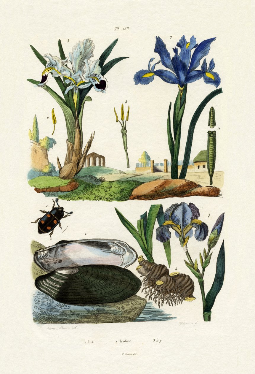 彫刻家のカブトムシ、1833-39 作： フランス語学校