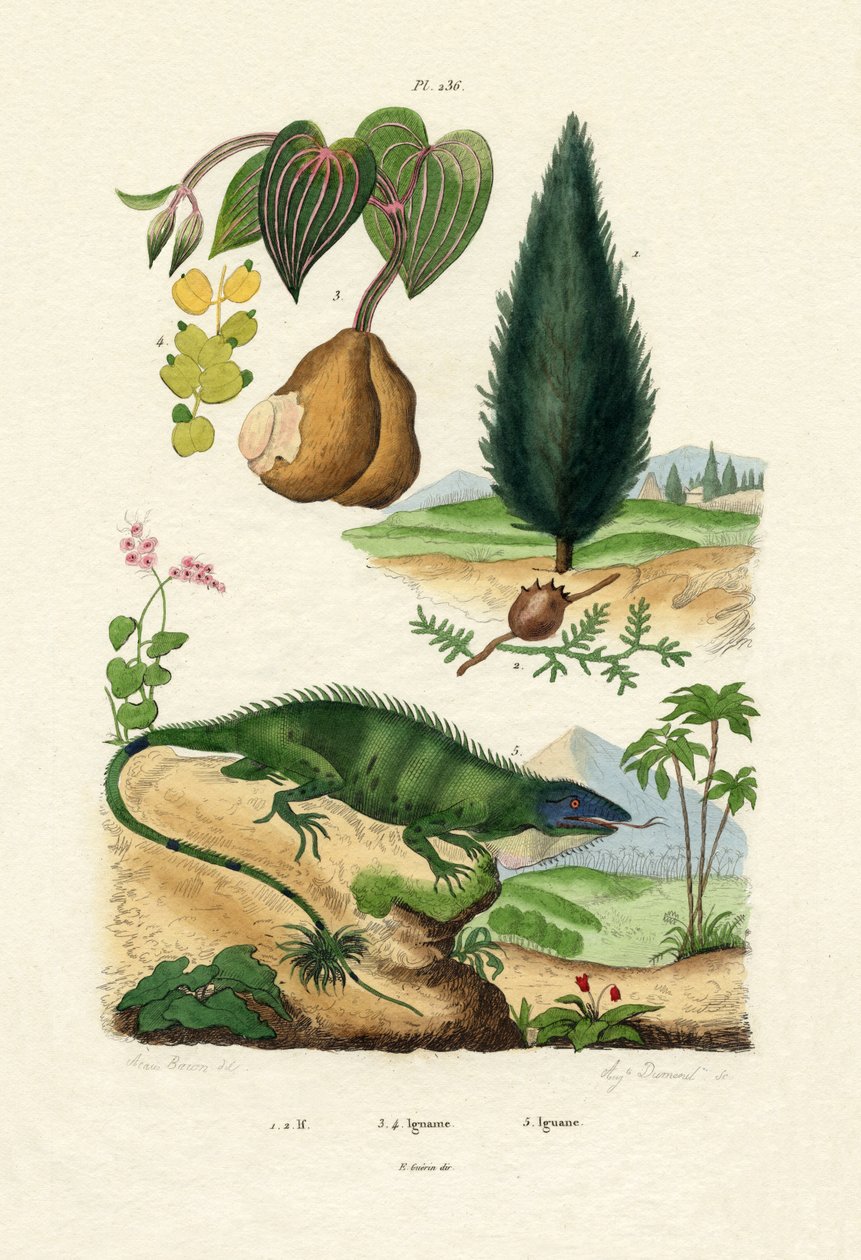 European Yew、1833-39 作： フランス語学校