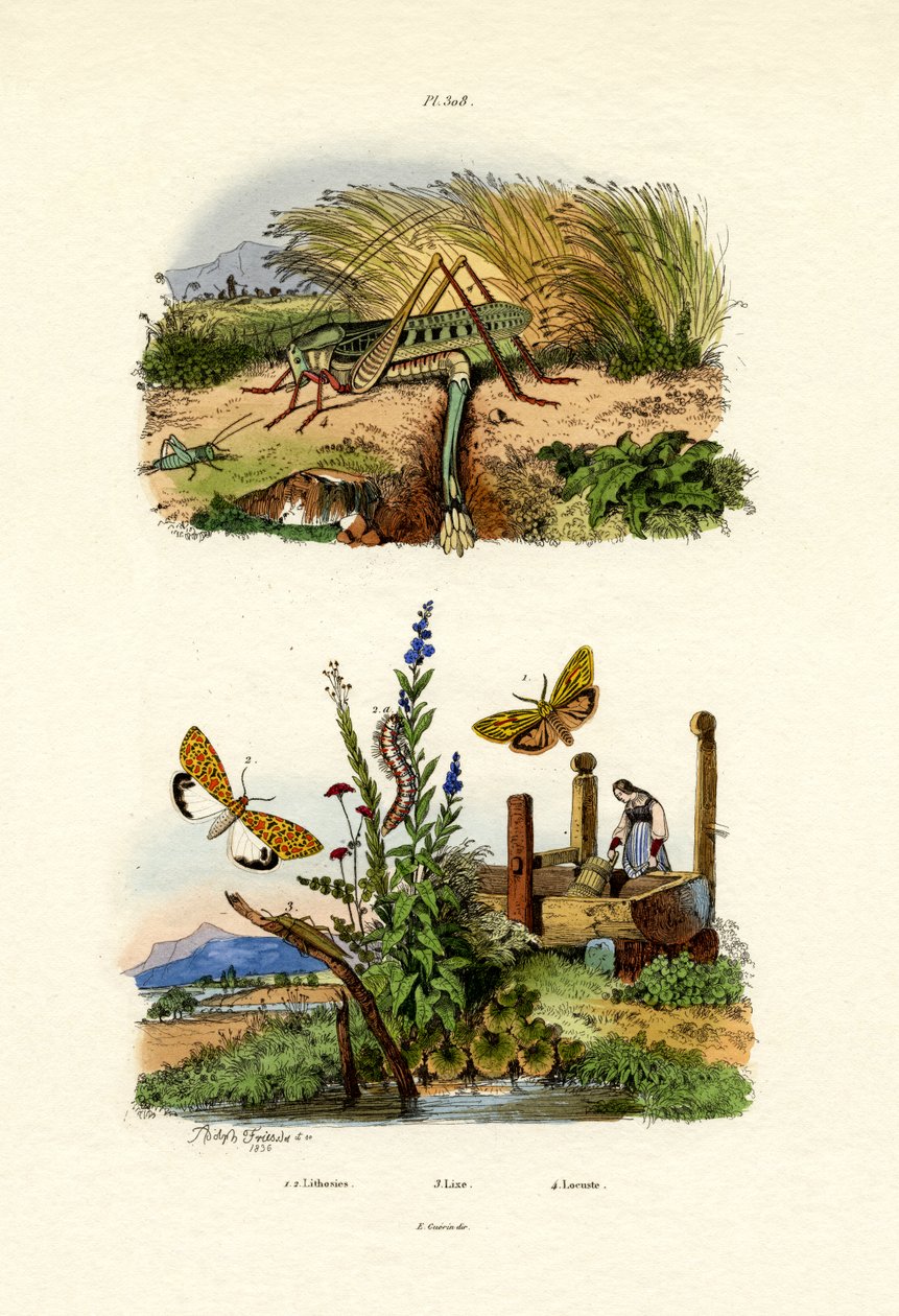秋のWebworm Moth、1833-39 作： フランス語学校