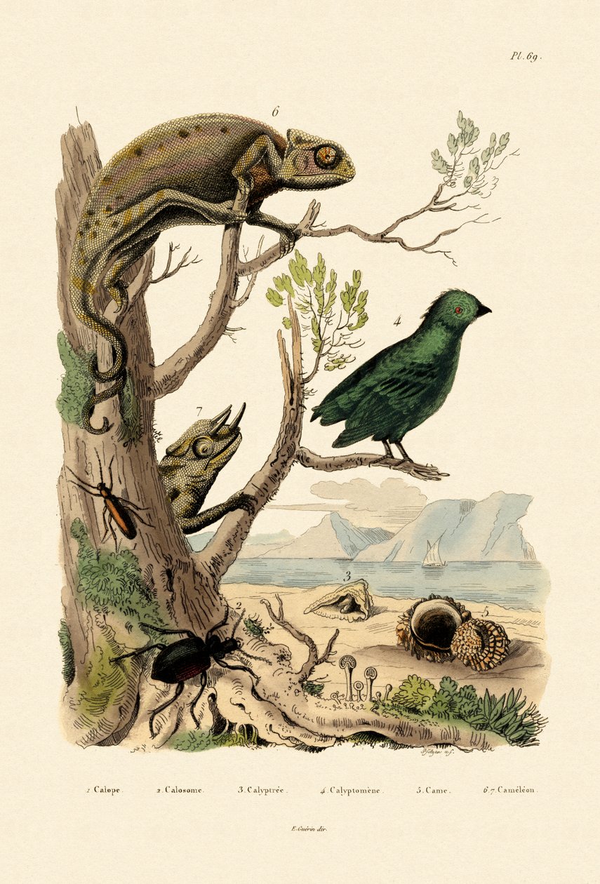 偽水疱甲虫、1833-39 作： フランス語学校