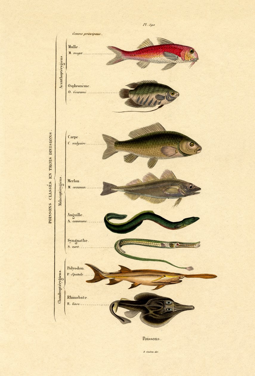 魚、1833-39 作： フランス語学校