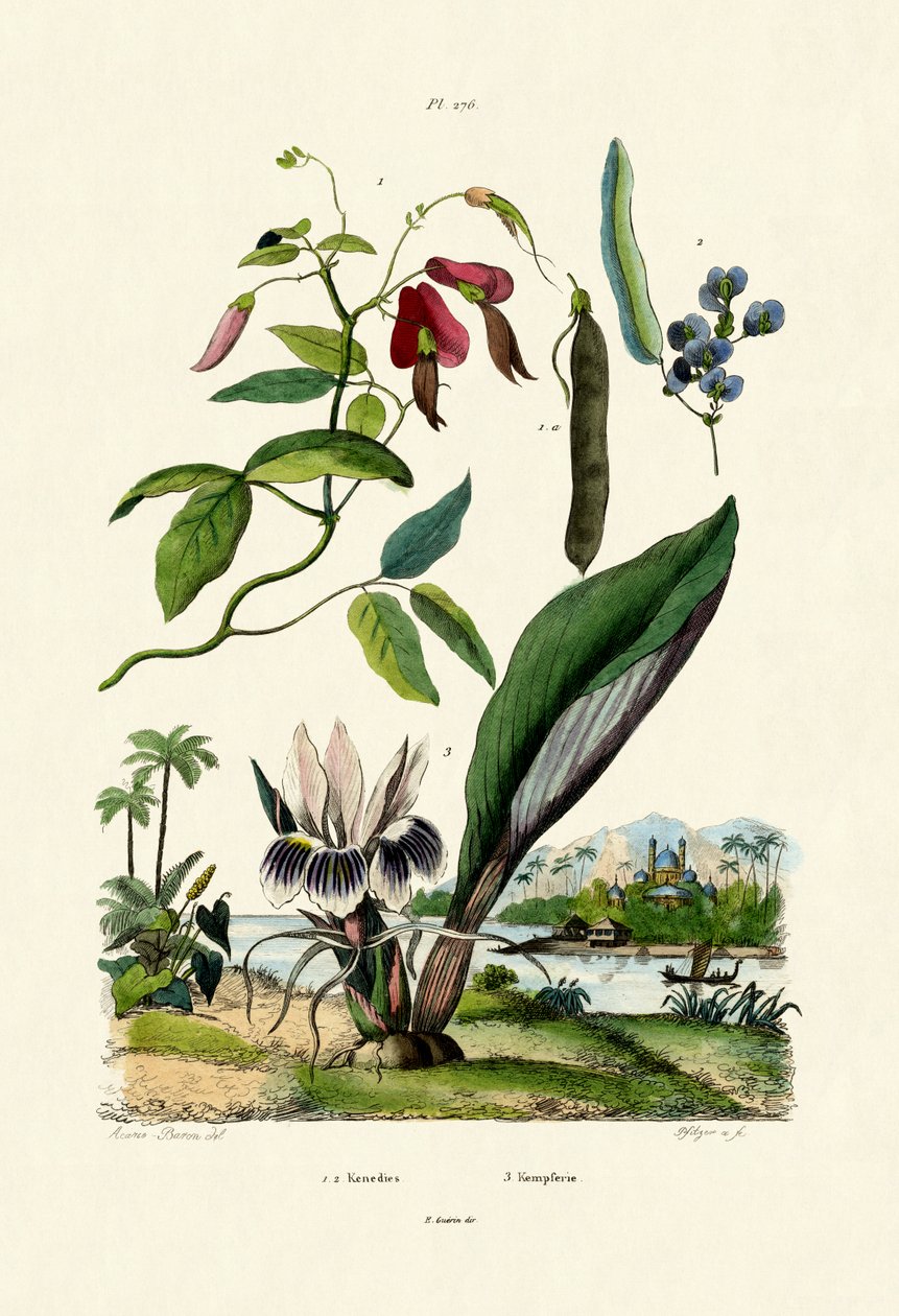 ガランガル、1833-39 作： フランス語学校