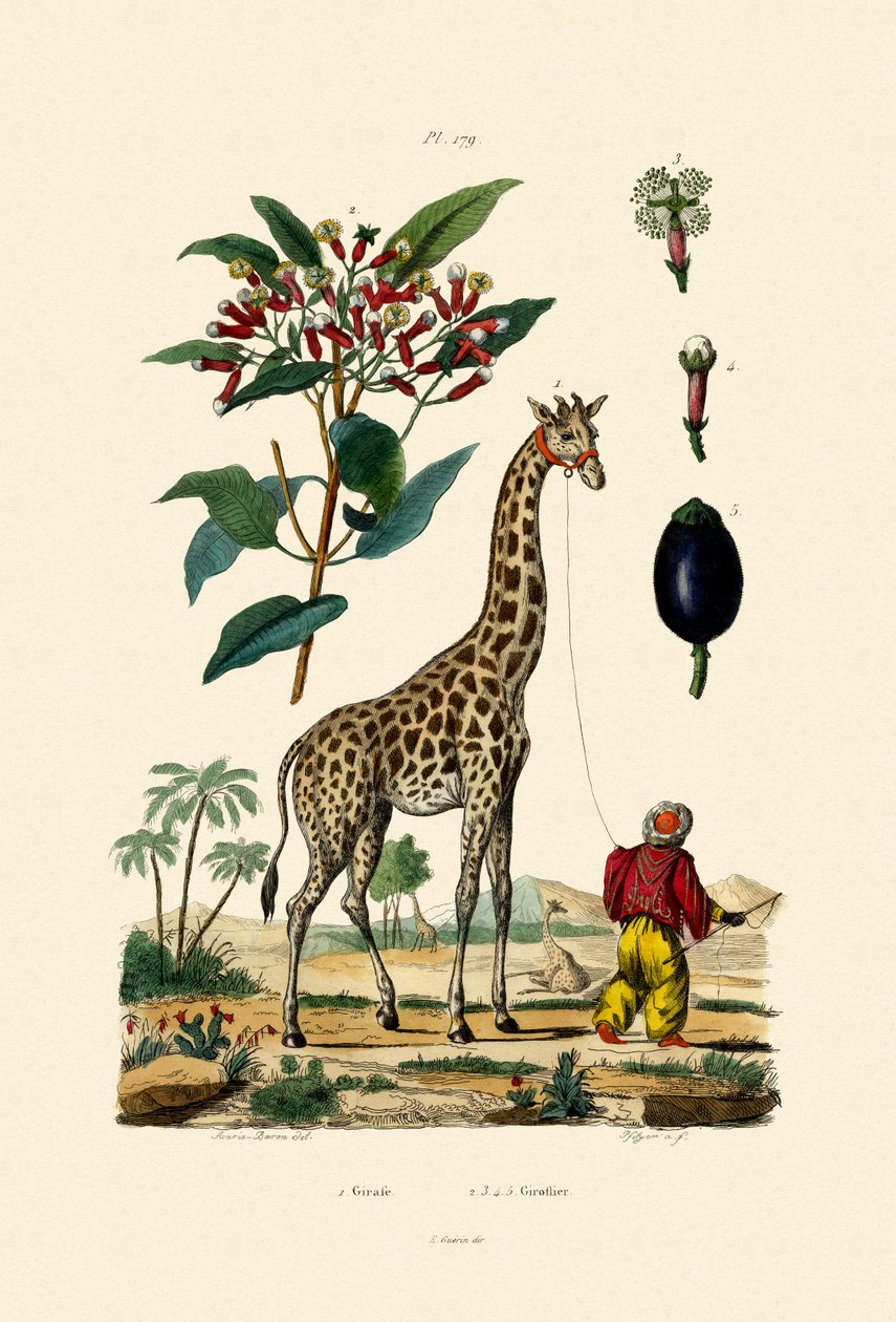 キリン、1833-39 作： フランス語学校