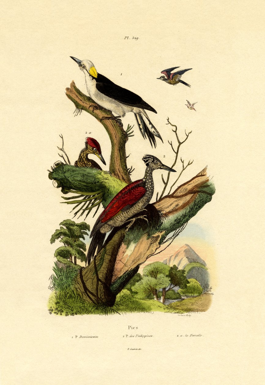 Greater Flameback、1833-39 作： フランス語学校