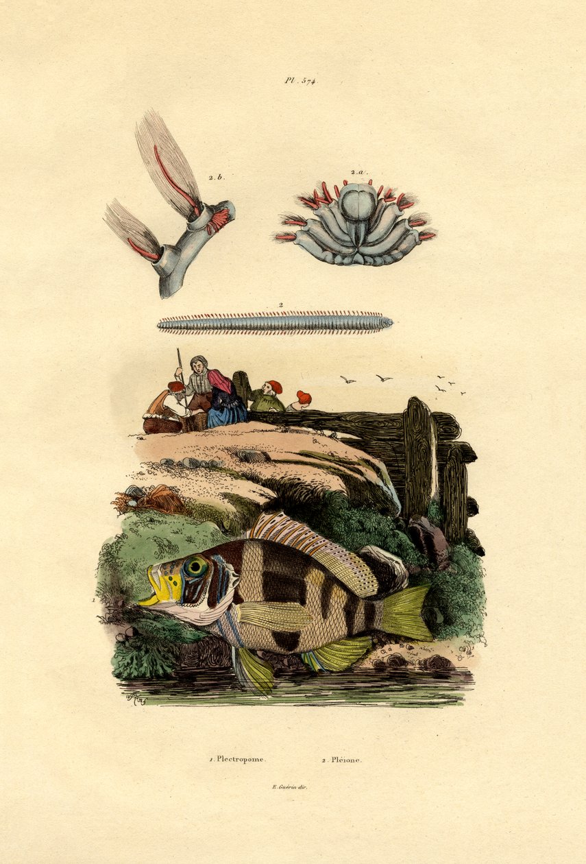 ハタ、1833-39 作： フランス語学校