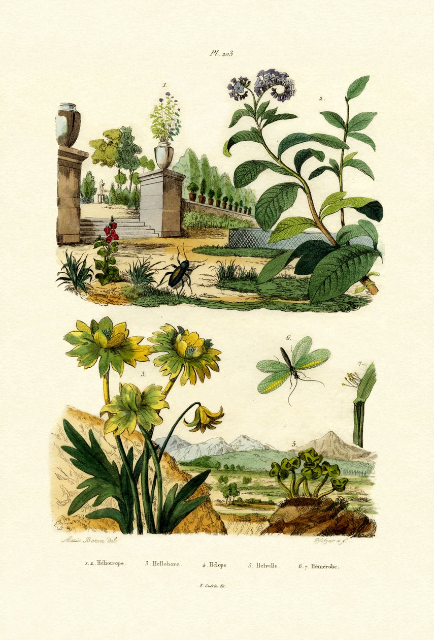 ヘリオトロープ、1833-39 作： フランス語学校