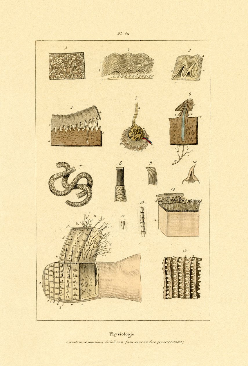 人間の皮膚、1833-39 作： フランス語学校