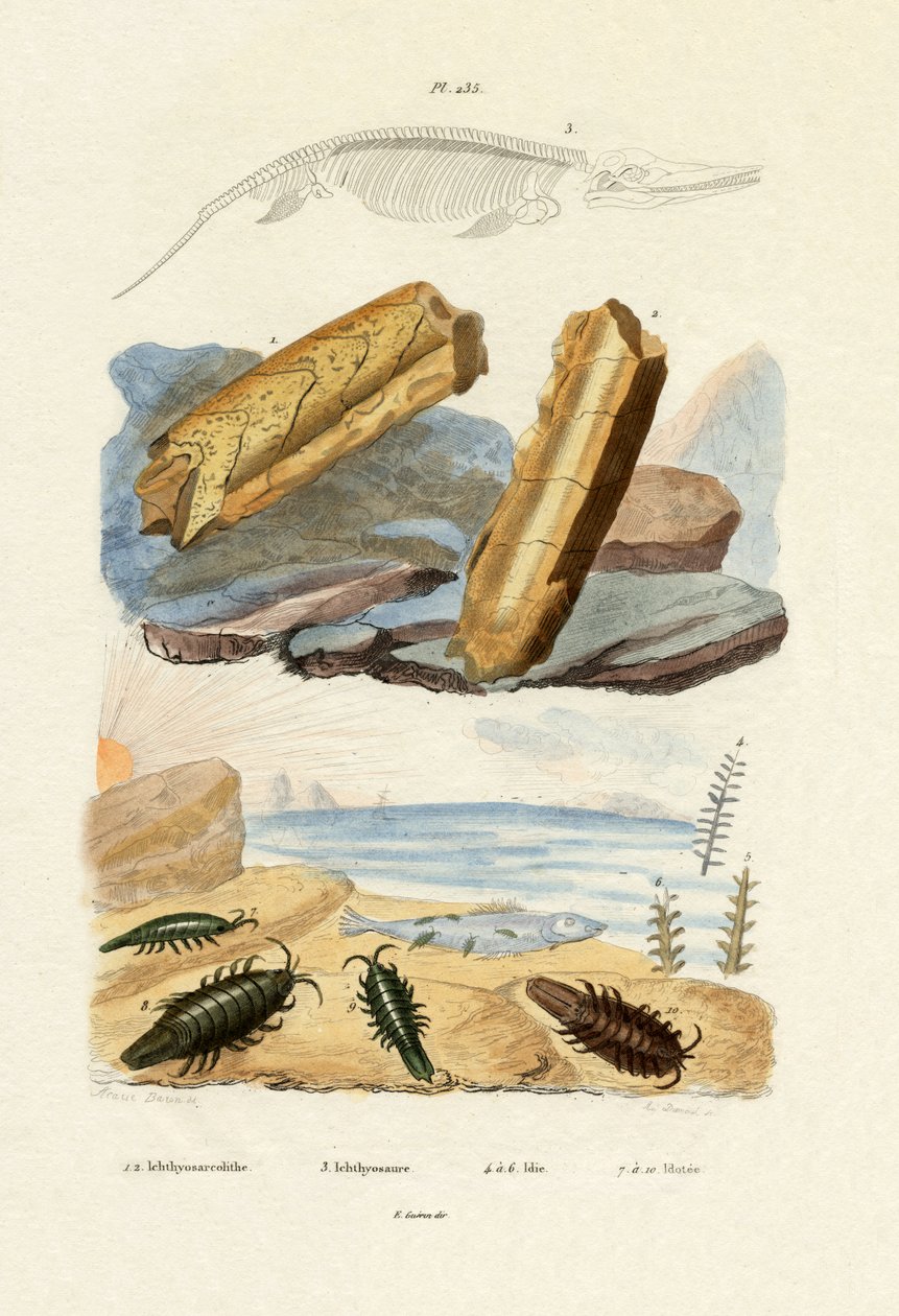 イクチオサウルス、1833-39 作： フランス語学校