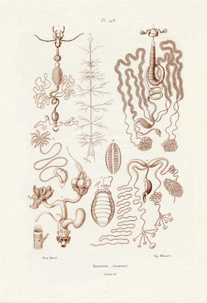 昆虫、1833-39 作： フランス語学校