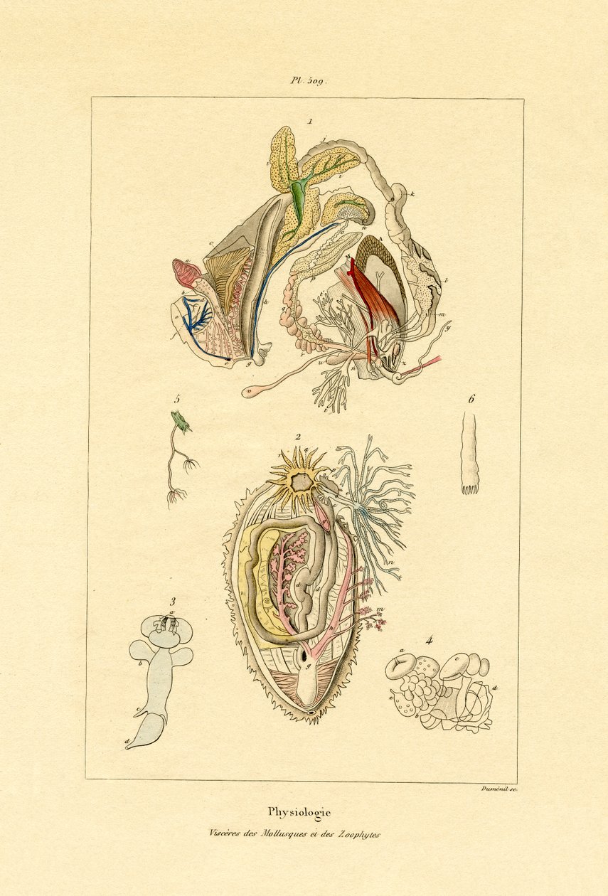 腸、1833-39 作： フランス語学校
