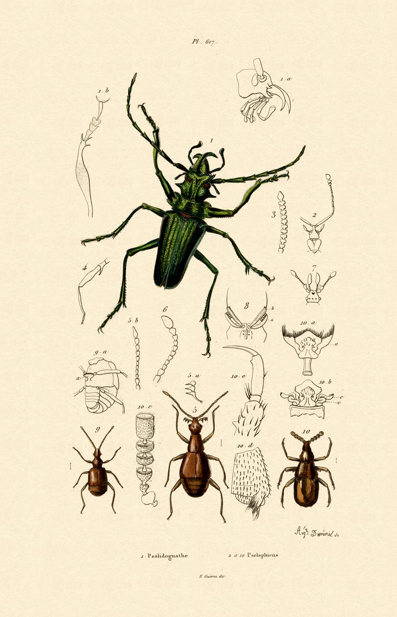 長い角のカブトムシ、1833-39 作： フランス語学校