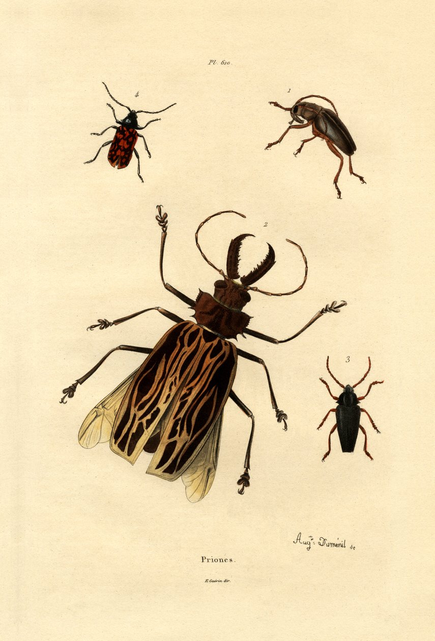 長い角のカブトムシ、1833-39 作： フランス語学校