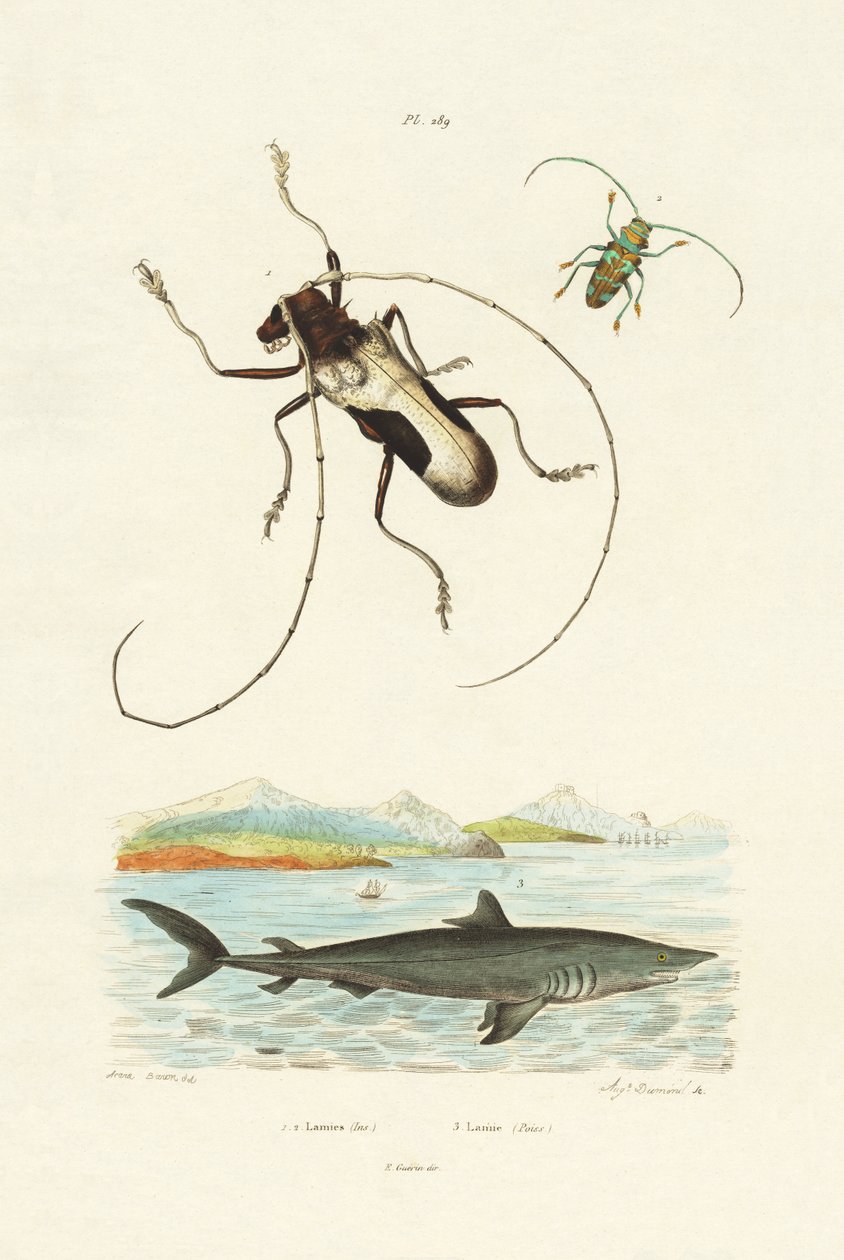 Longhorn Beetles、1833-39 作： フランス語学校
