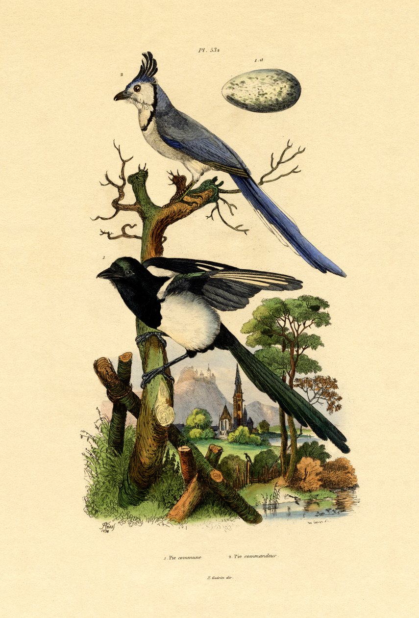 カササギジェイ、1833-39 作： フランス語学校