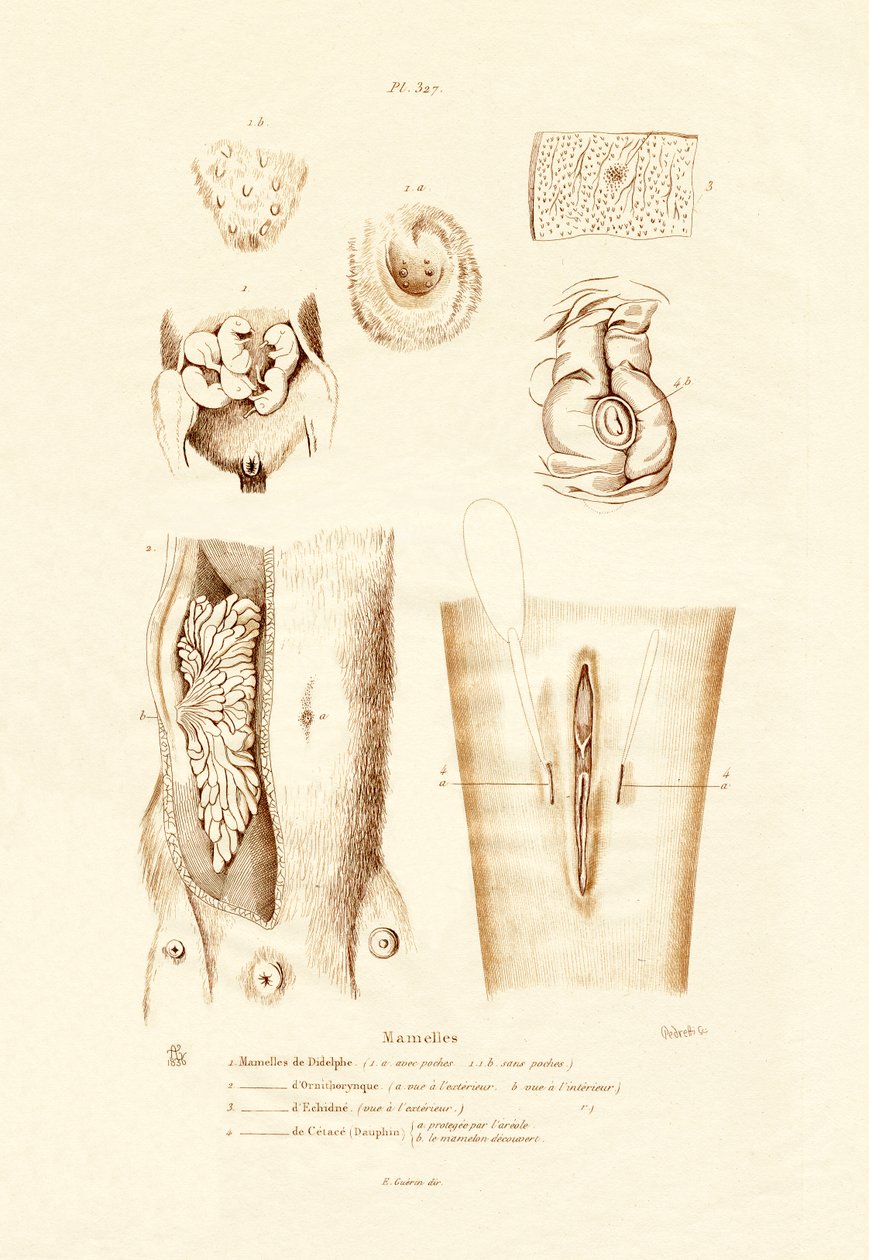 乳腺、1833-39 作： フランス語学校