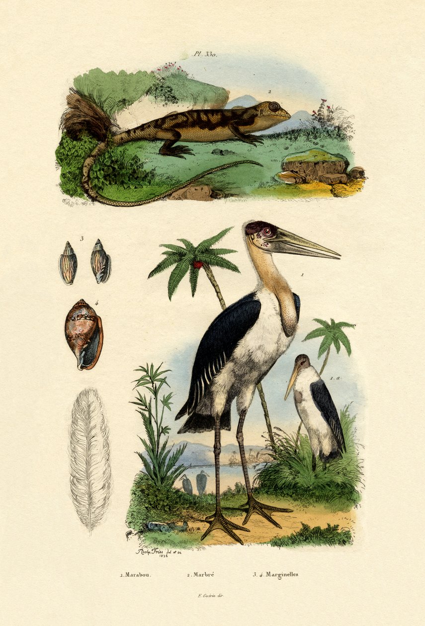 コウノトリ、1833-39 作： フランス語学校