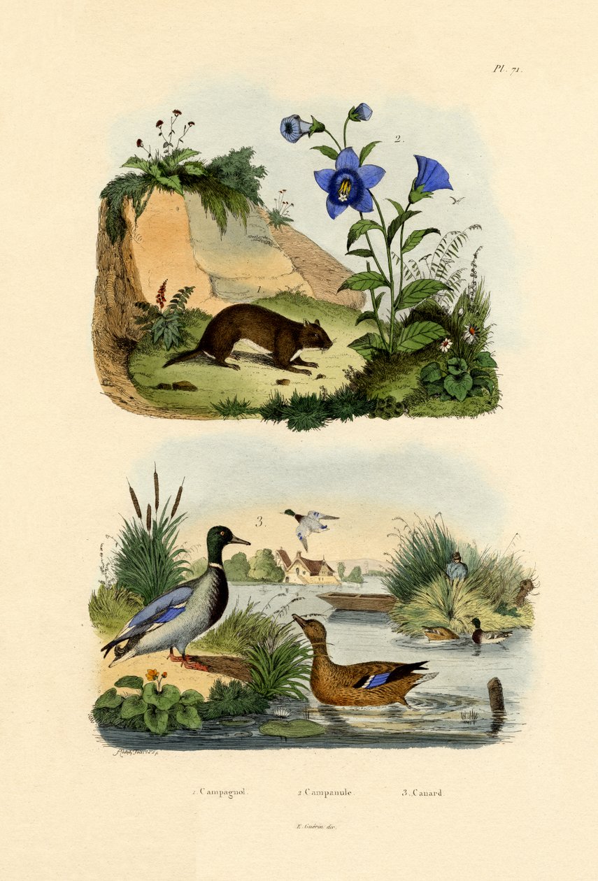 Meadow Vole、1833-39 作： フランス語学校