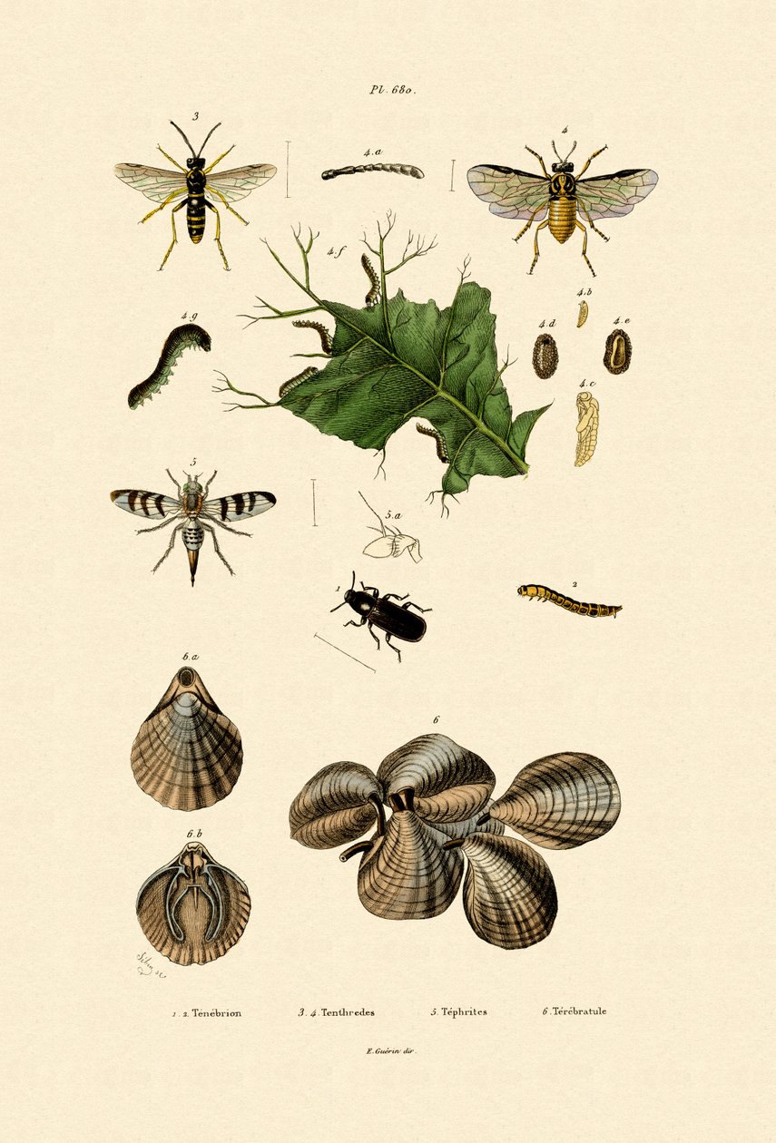 Mealworm Beetle、1833-39 作： フランス語学校