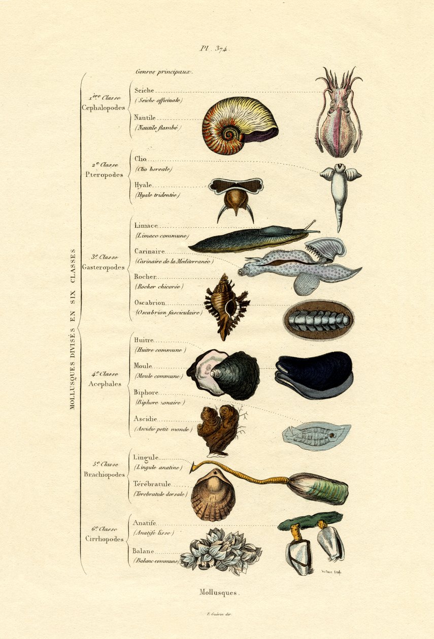 軟体動物、1833-39 作： フランス語学校