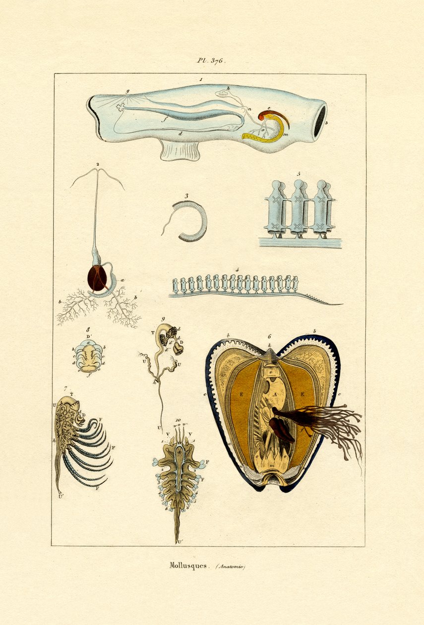 軟体動物、1833-39 作： フランス語学校