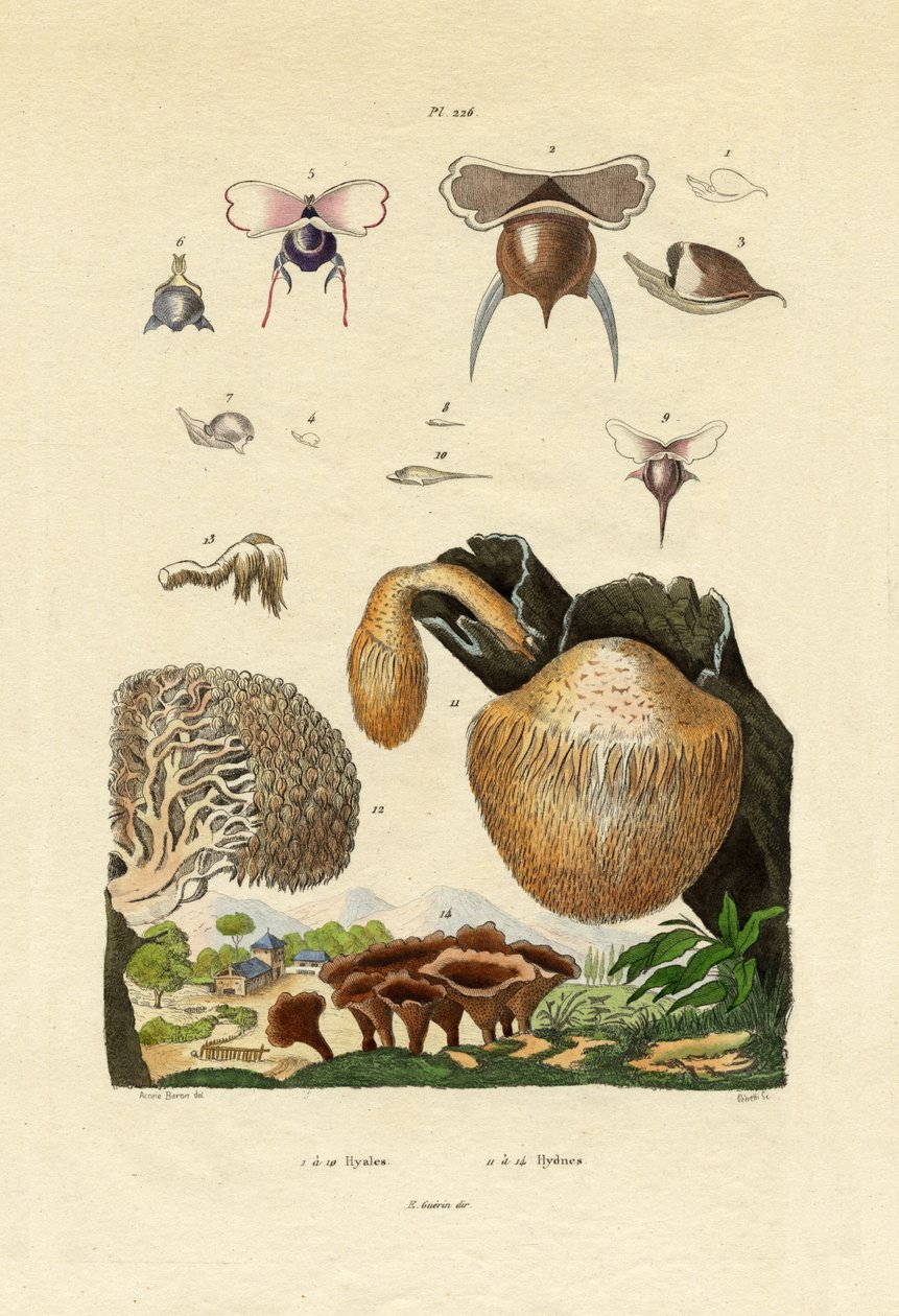 キノコ、1833-39 作： フランス語学校