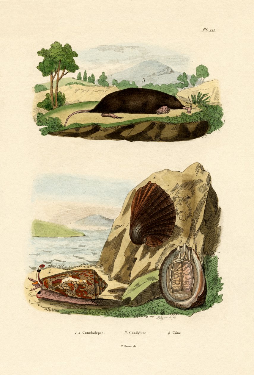 ネイティブ軟体動物、1833-39 作： フランス語学校
