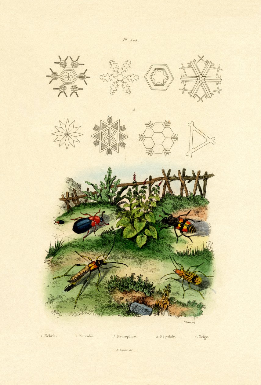 ネブリアビートル、1833-39 作： フランス語学校