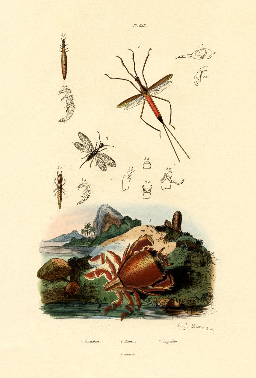 針虫、1833-39 作： フランス語学校