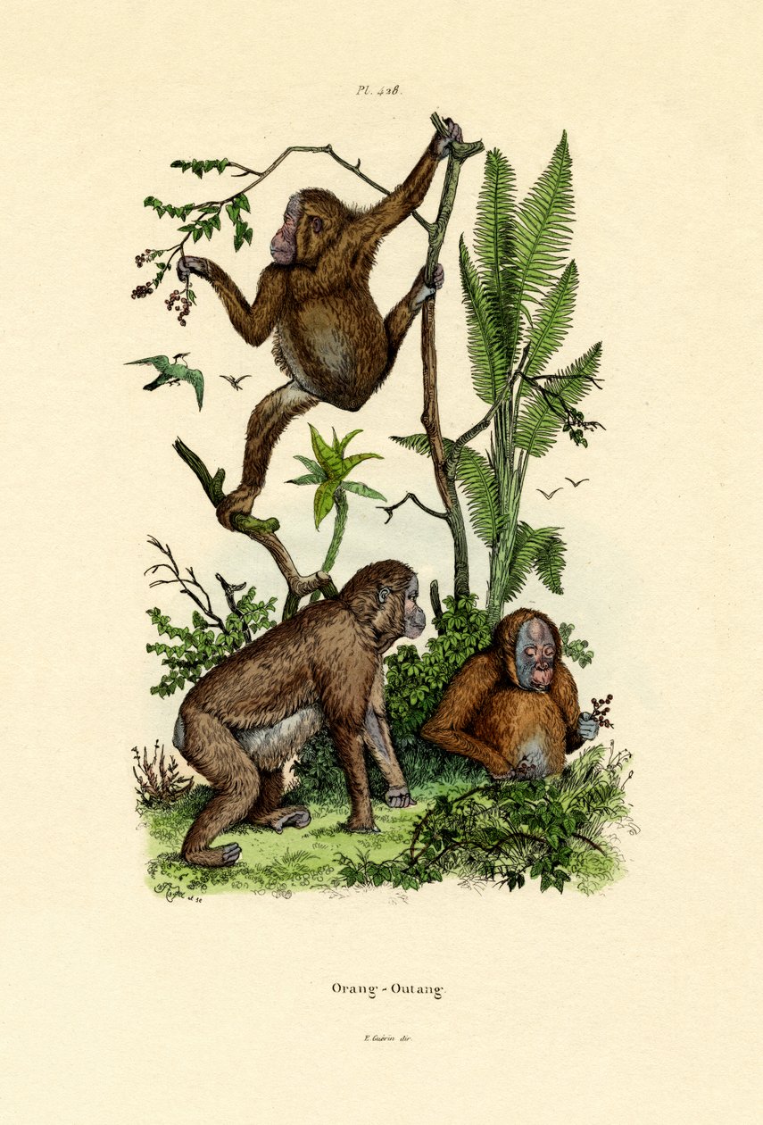 オランウータン、1833-39 作： フランス語学校
