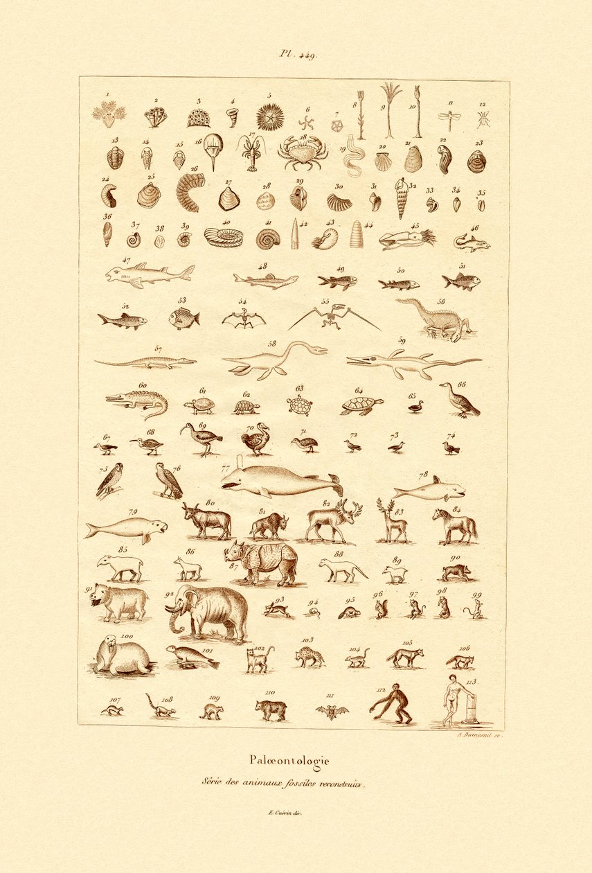 古生物学、1833-39 作： フランス語学校