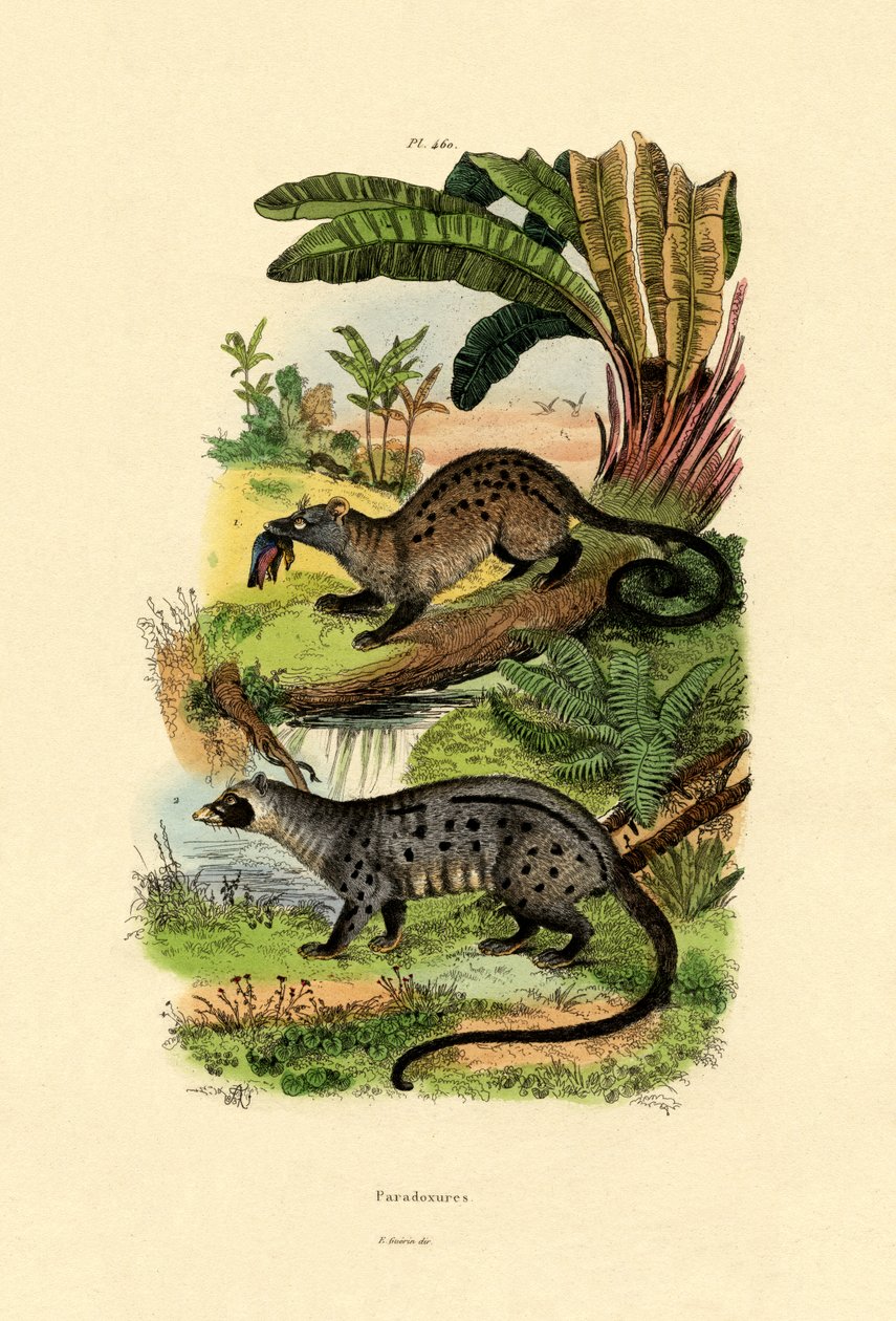 Palm Civets、1833-39 作： フランス語学校