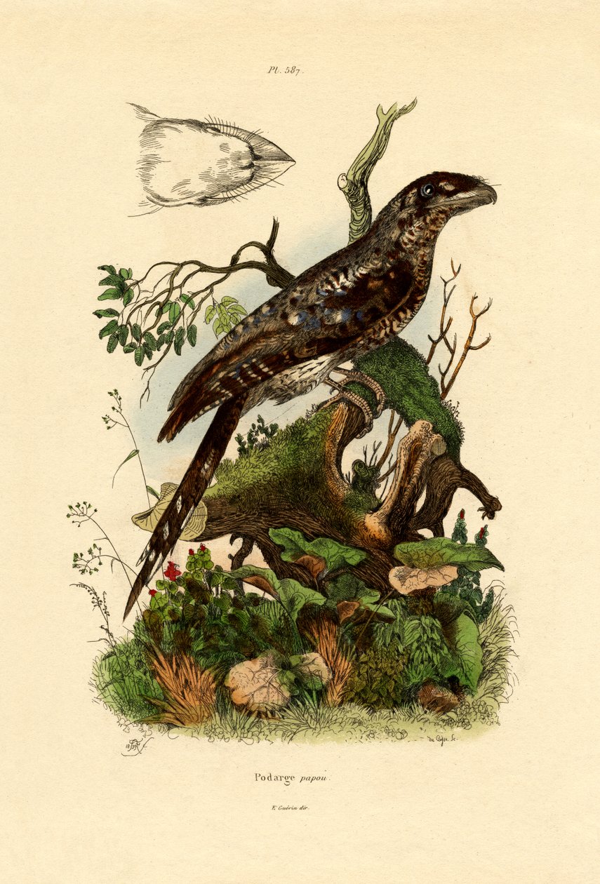 パプアフログマス、1833-39年 作： フランス語学校