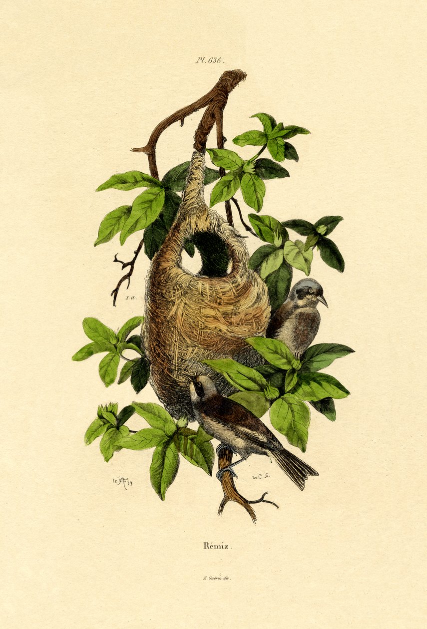 Penduline Tit、1833-39 作： フランス語学校