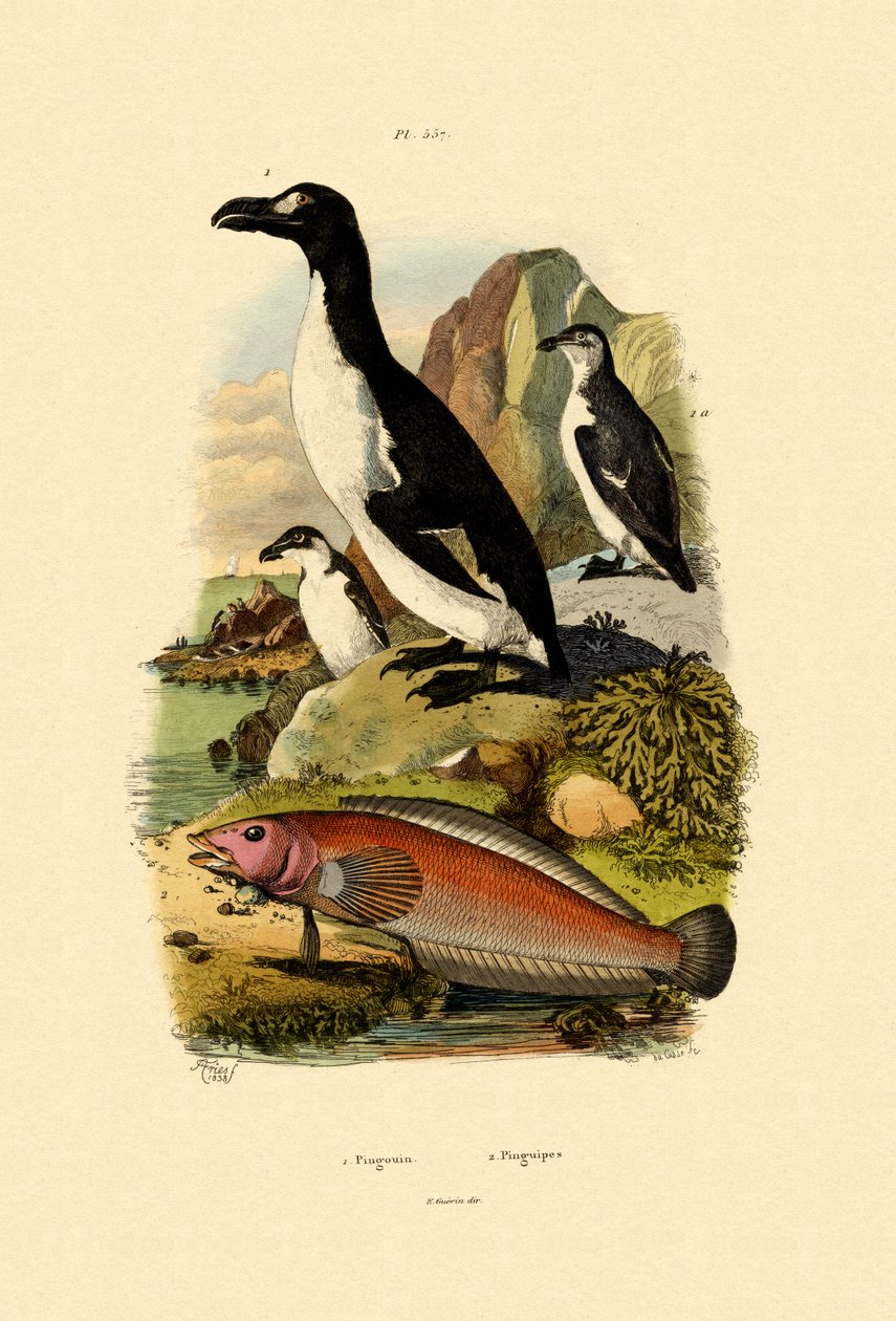 ペンギン、1833-39 作： フランス語学校