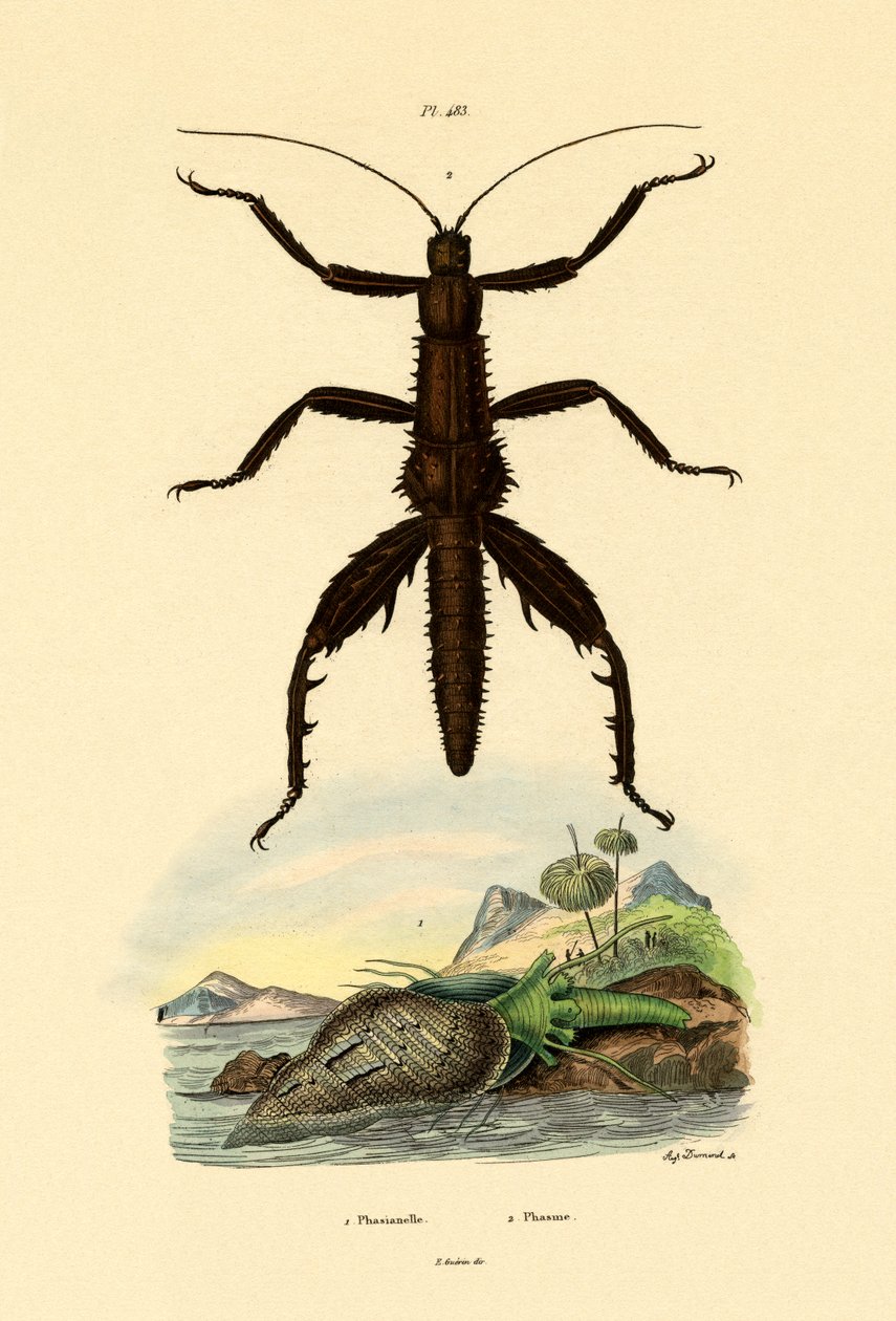 キジの殻、1833-39 作： フランス語学校