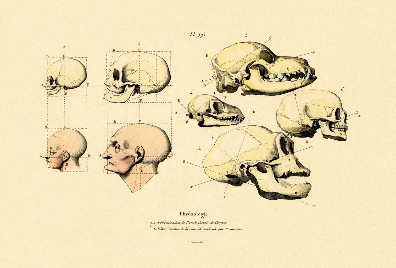 骨相学、1833-39 作： フランス語学校
