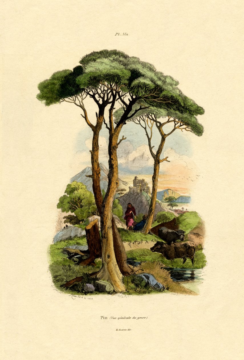 パインツリー、1833-39 作： フランス語学校