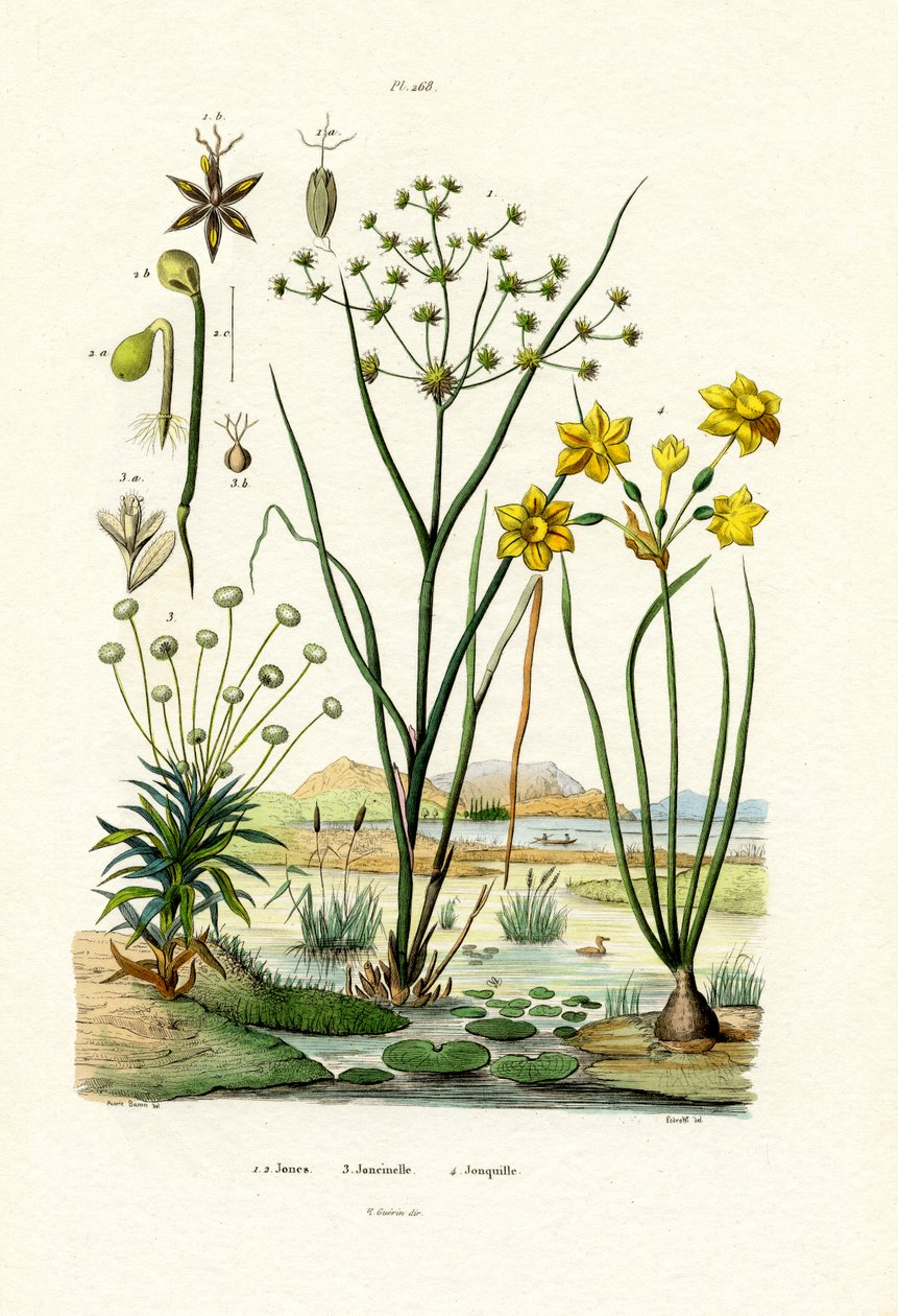 Pipewort、1833-39 作： フランス語学校