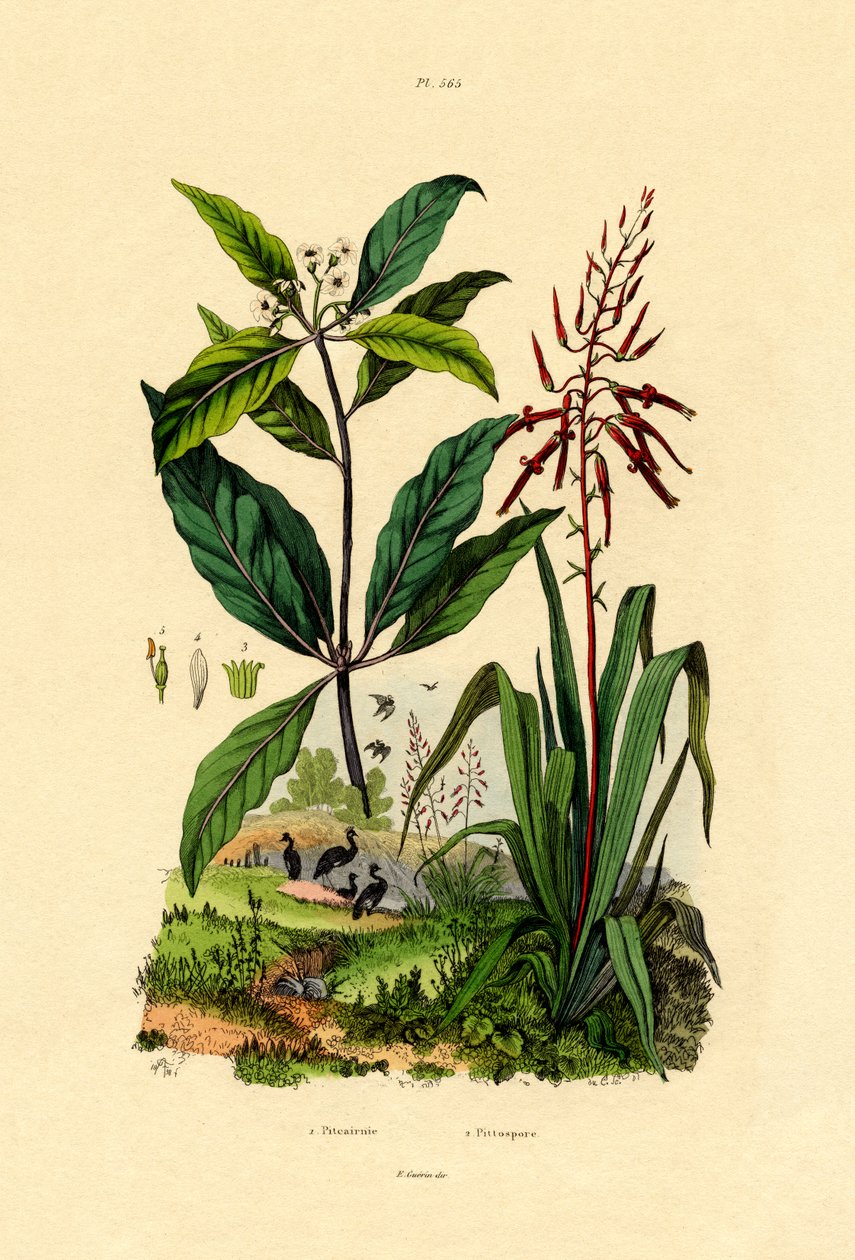 Pittosporum、1833-39 作： フランス語学校