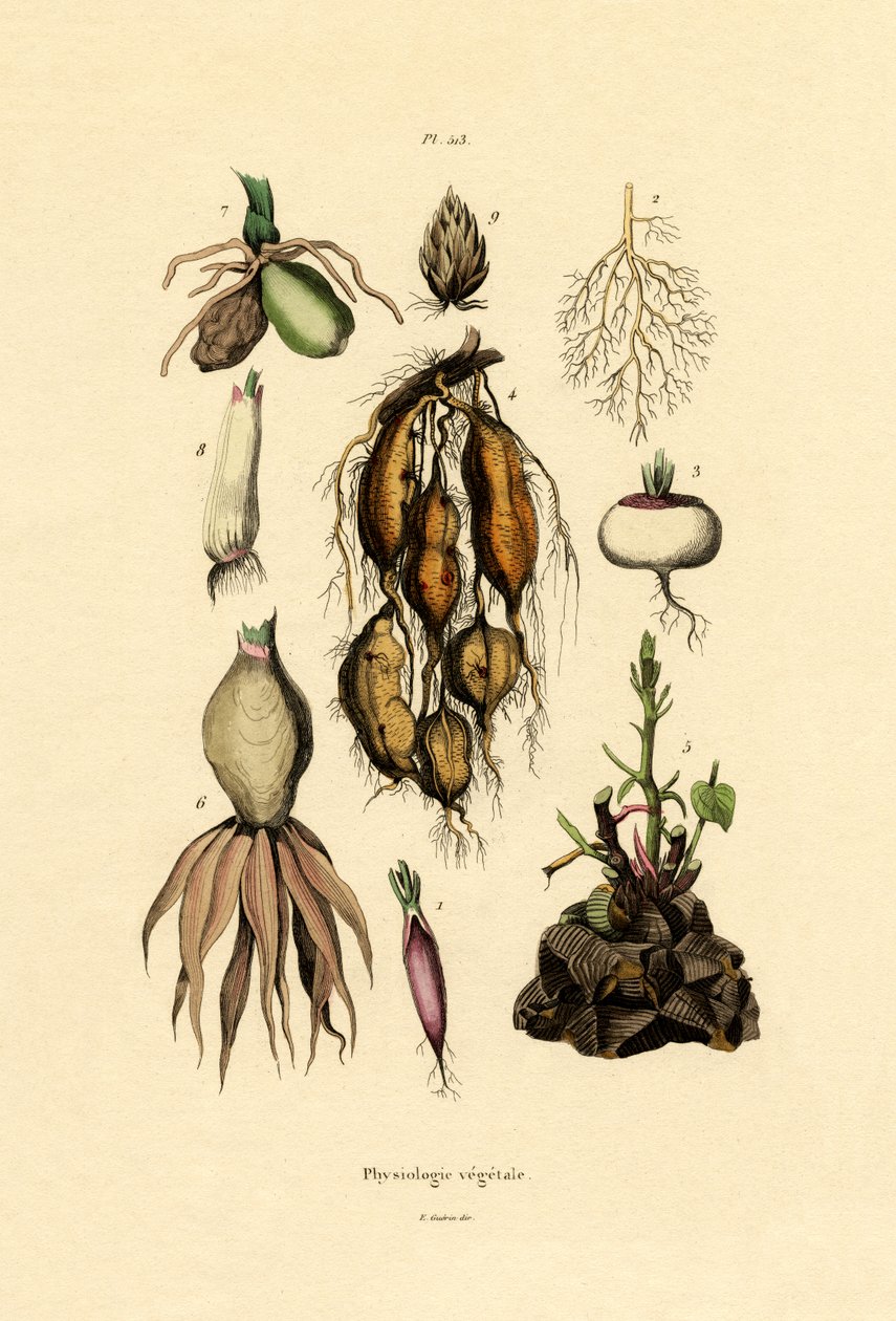 植物、1833-39 作： フランス語学校