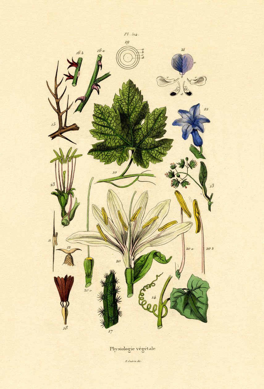 植物、1833-39 作： フランス語学校