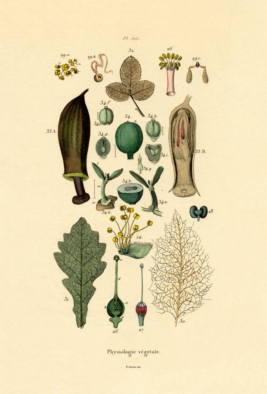 植物、1833-39 作： フランス語学校
