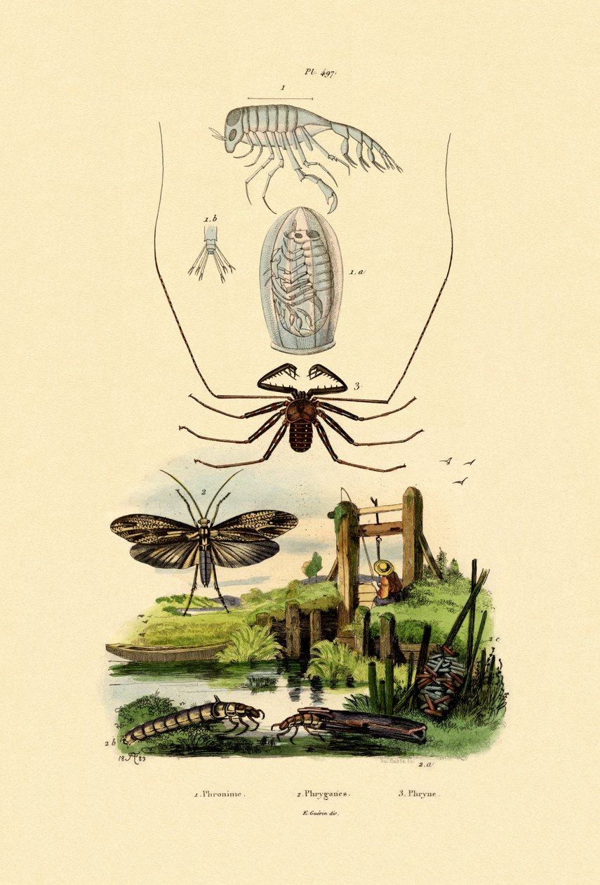 Pram Bug Amphipod、1833-39 作： フランス語学校