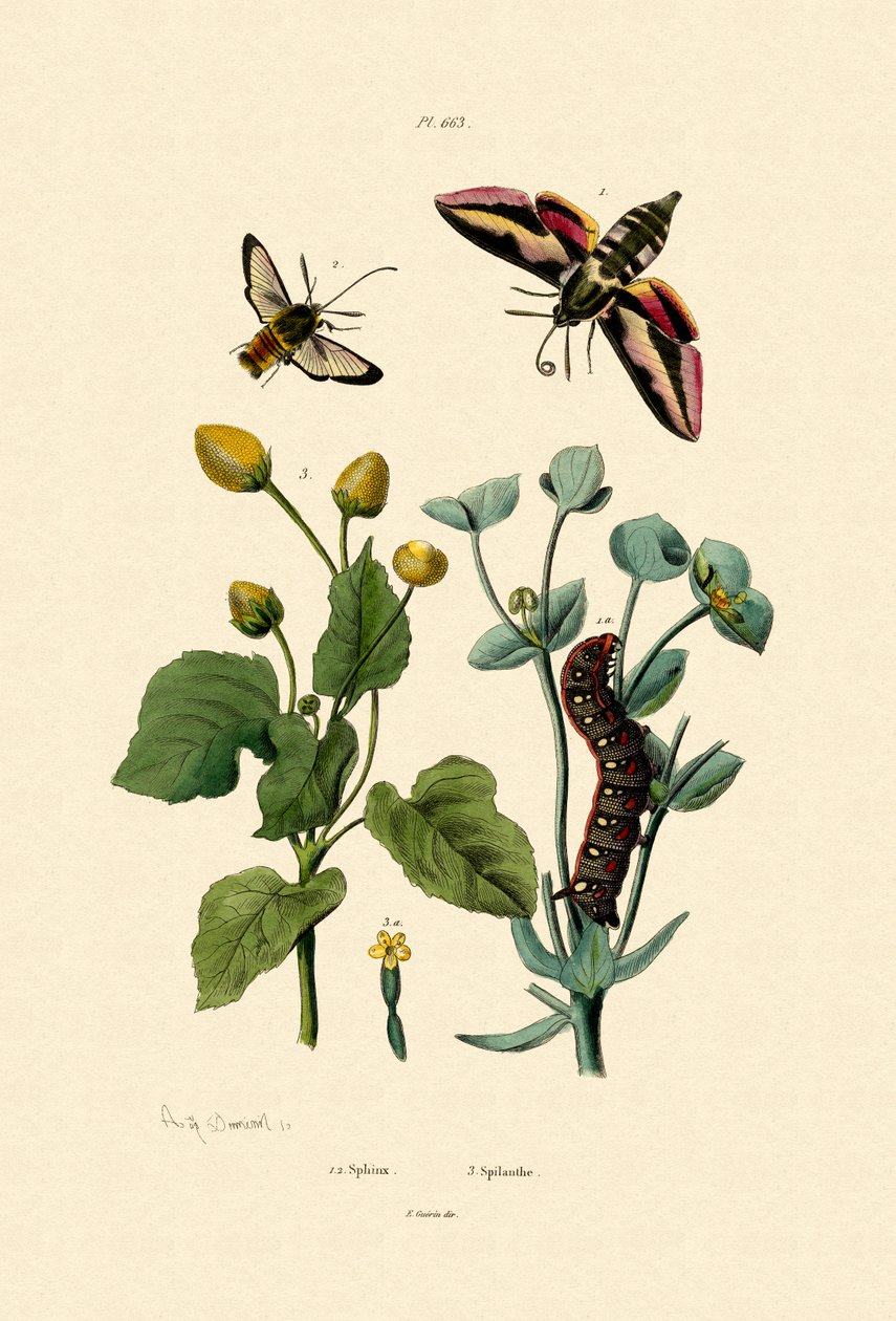 Privet Hawkmoth、1833-39 作： フランス語学校