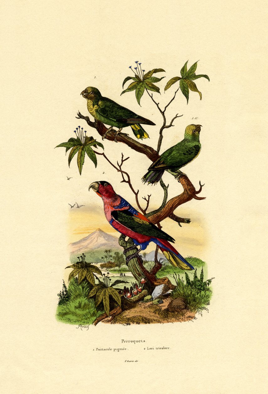 ピグミーオウム、1833-39 作： フランス語学校