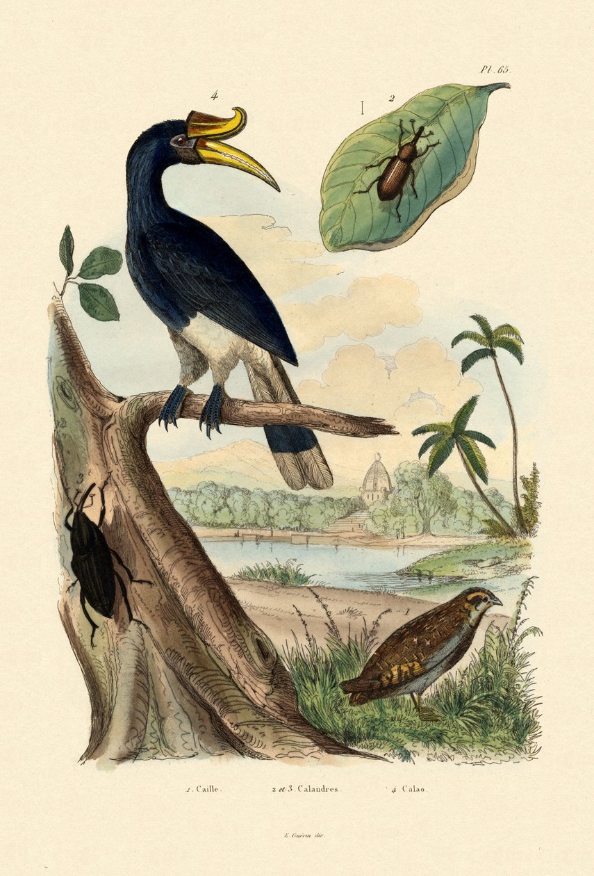 ウズラ、1833-39 作： フランス語学校